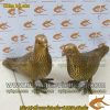 Chim Bồ Câu, Đôi Uyên ương, Bồ câu đồng, quà tặng phong thủy, vật phẩm phong thủy